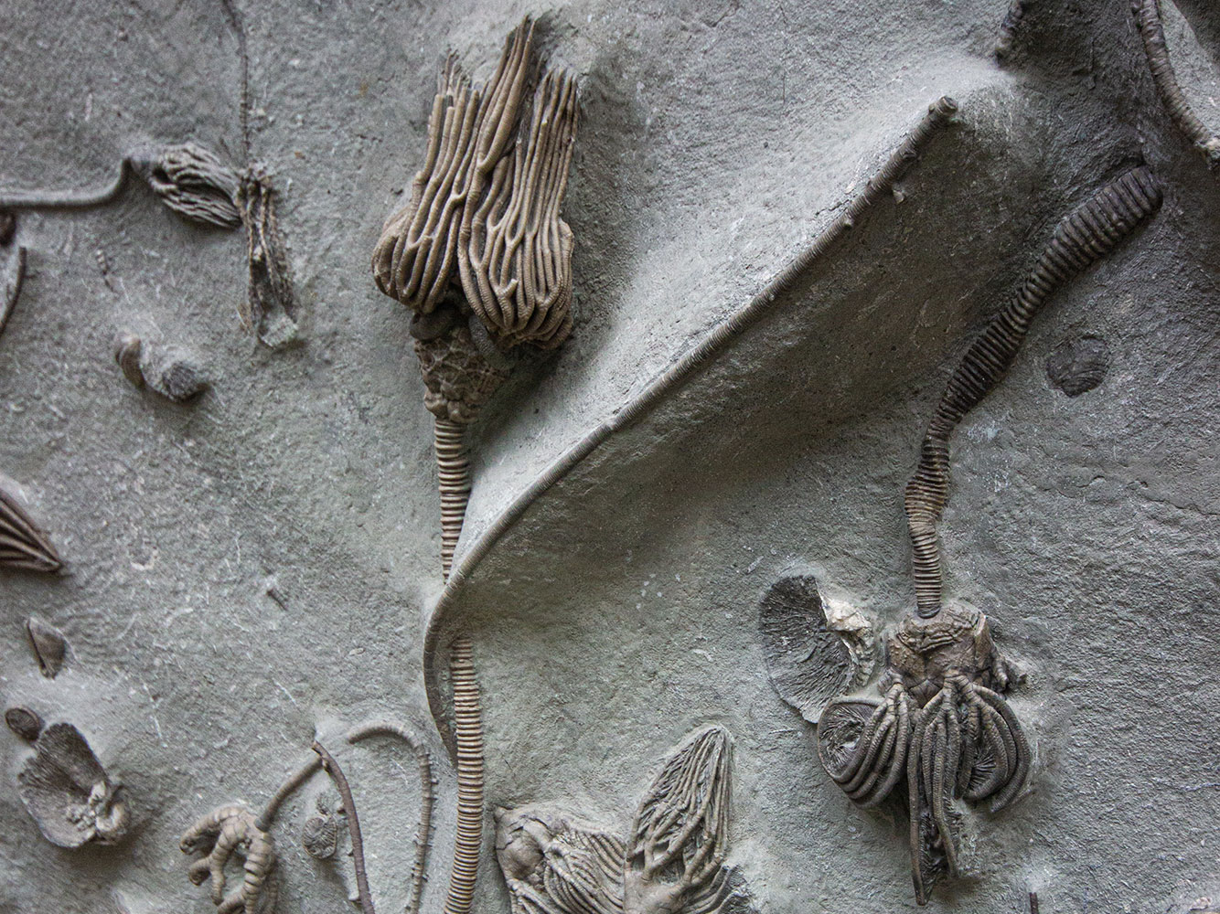 CRINOID