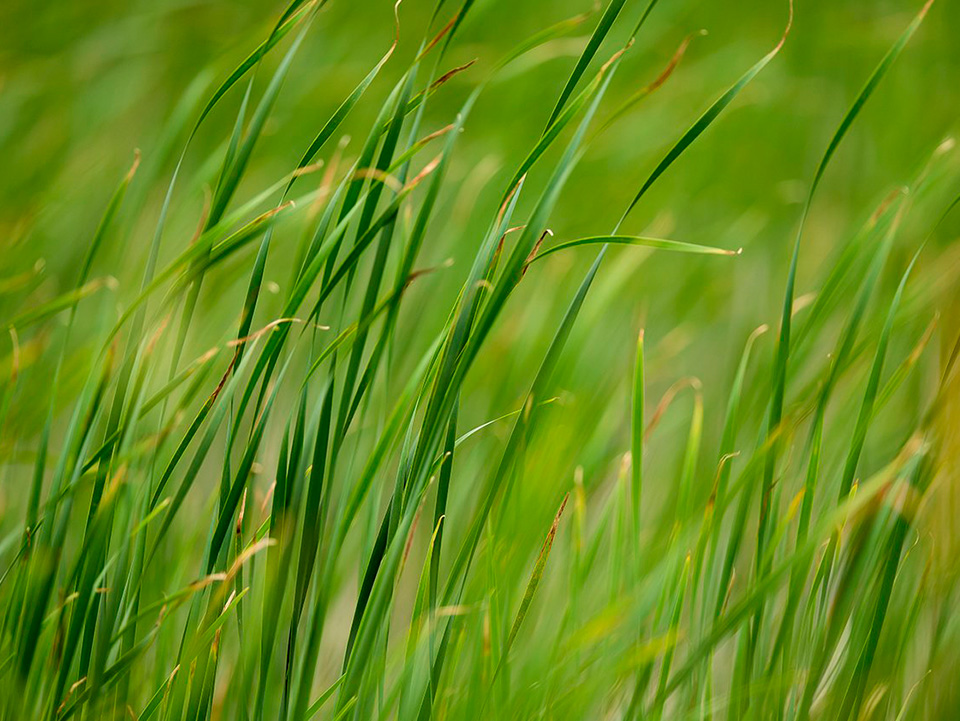 Wetland plants at GSP