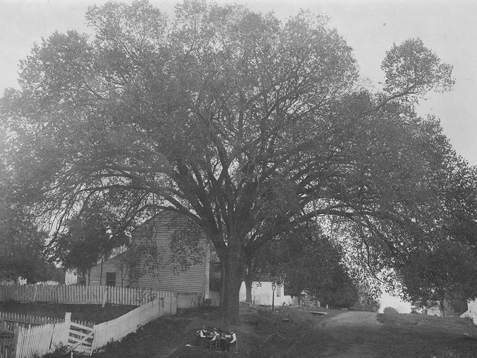 Old Constitution Elm photo