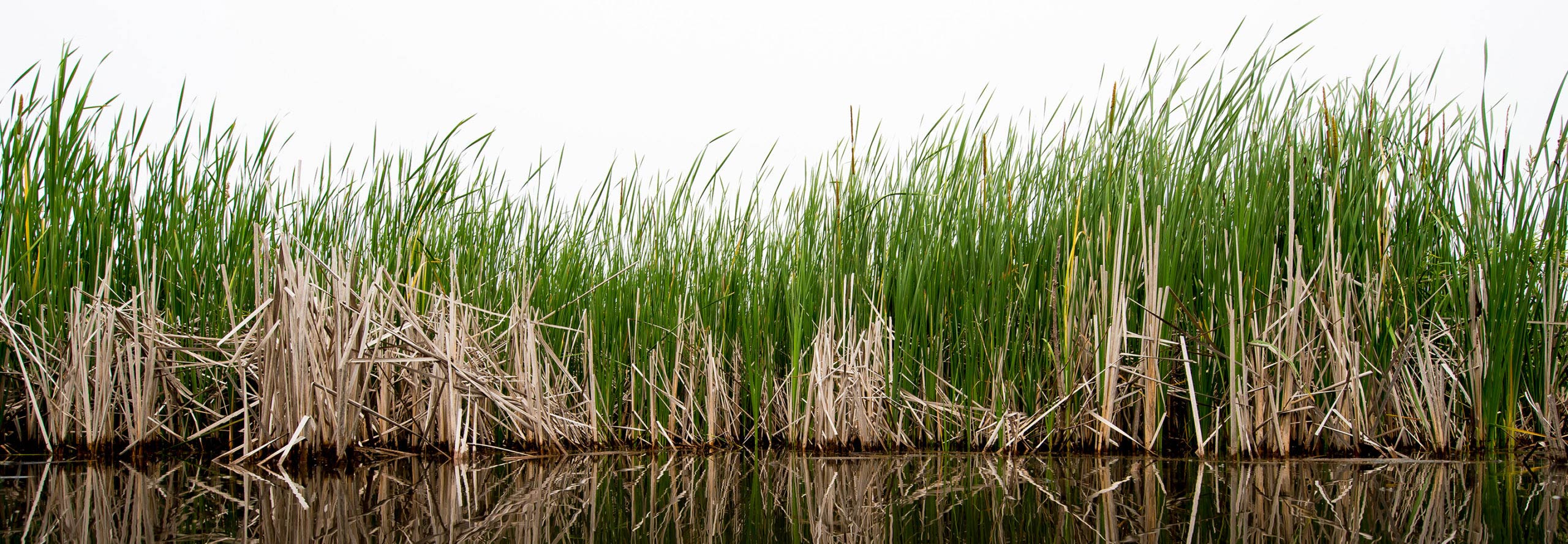 Loblolly Marsh