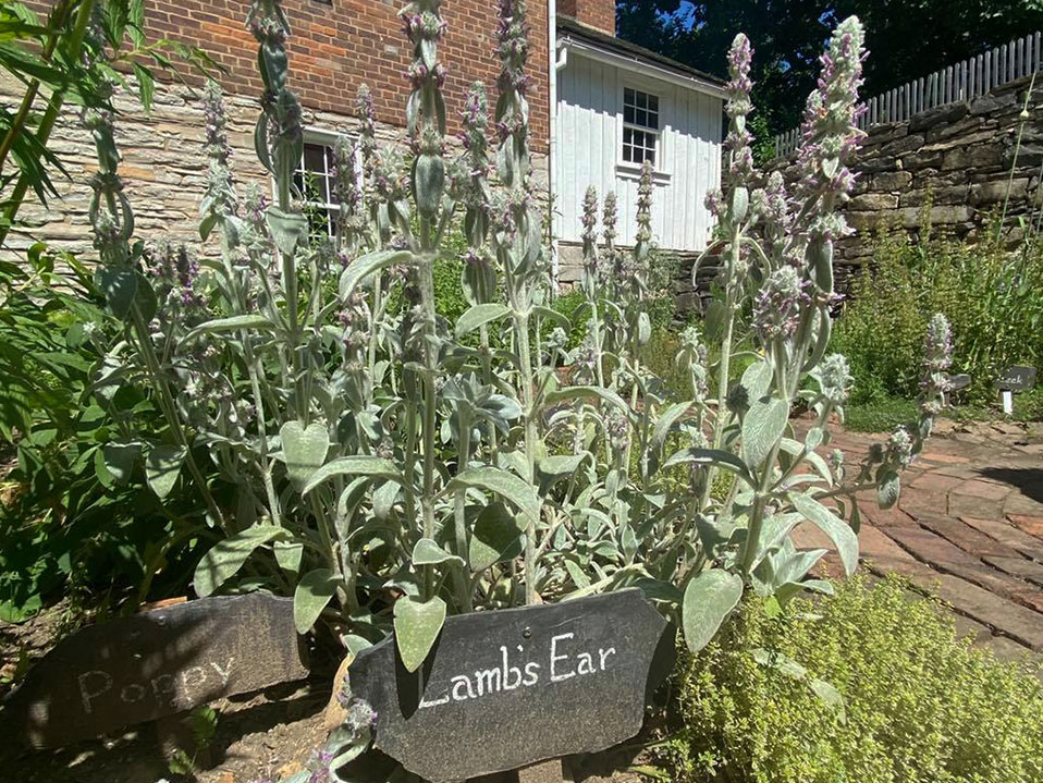 Herb Garden