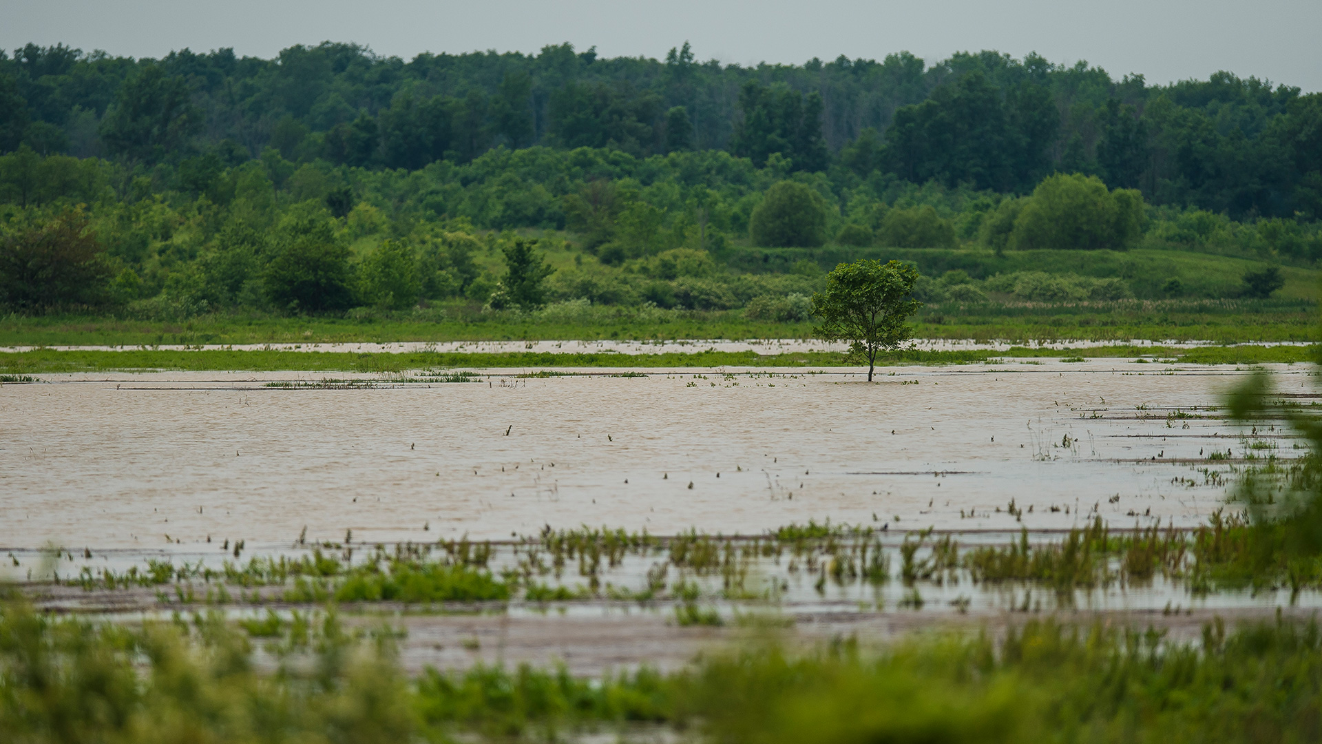 Loblolly Marsh