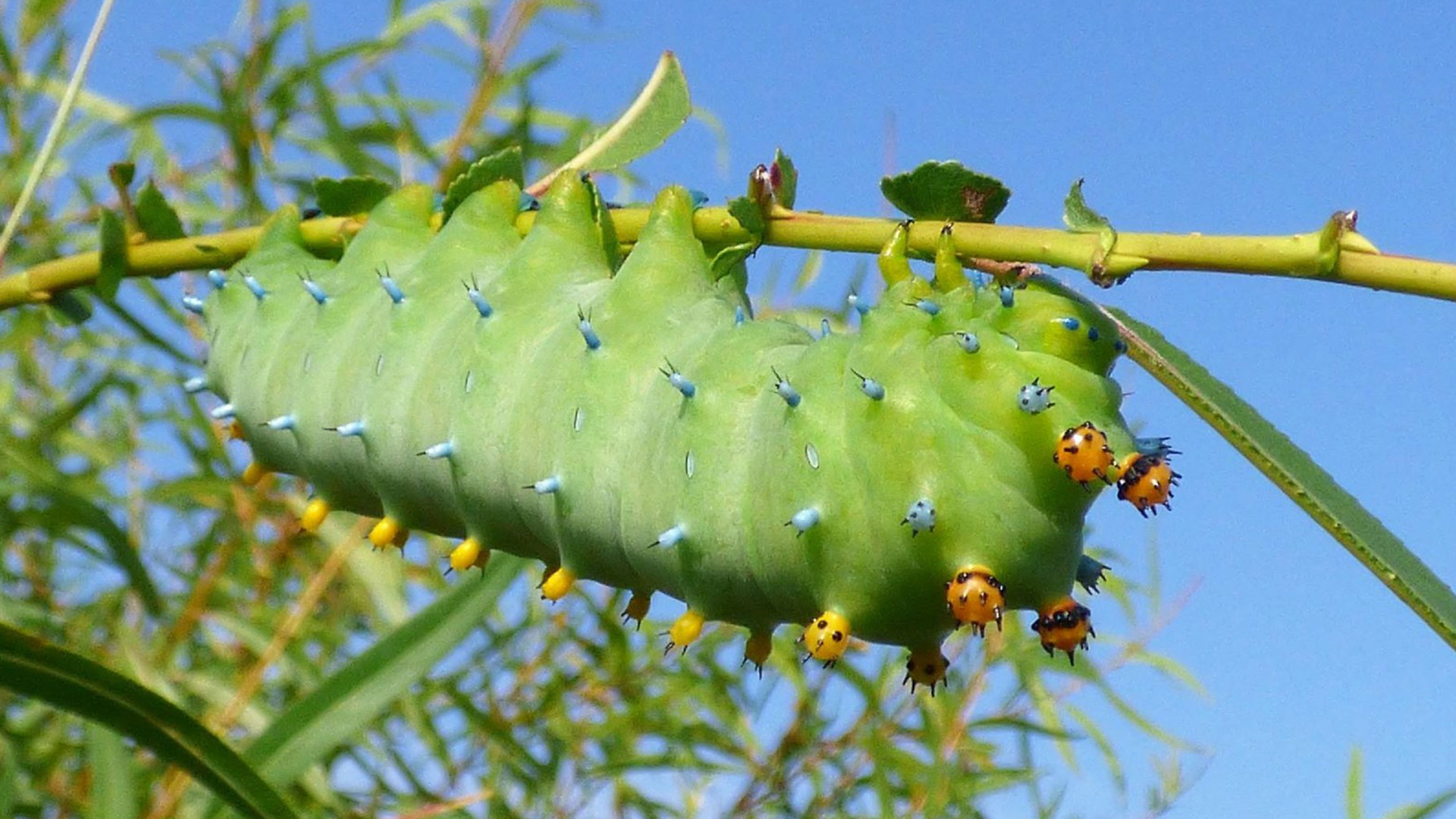 Caterpillar at Limberlost