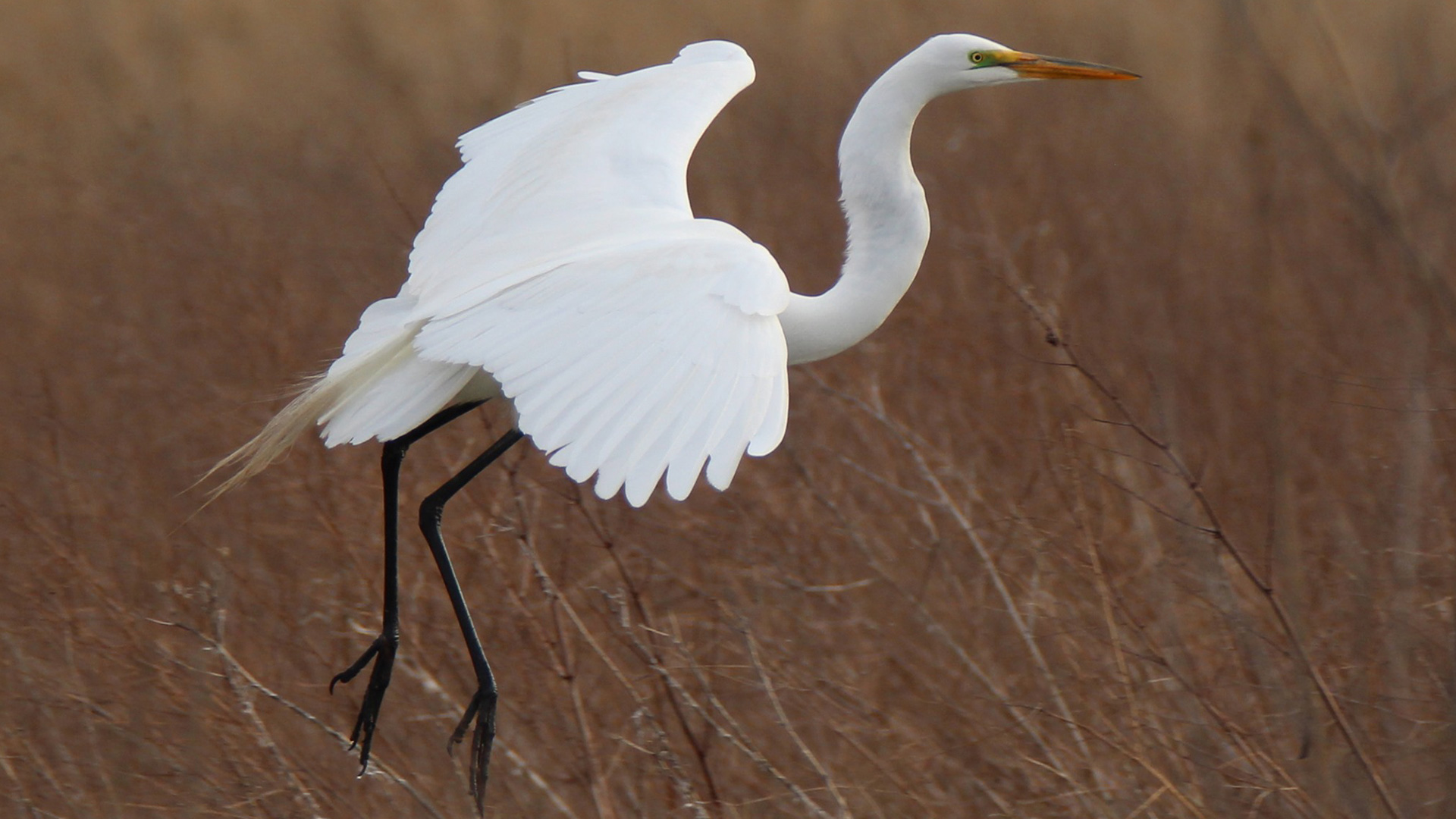 Crane at Loblolly Marsh