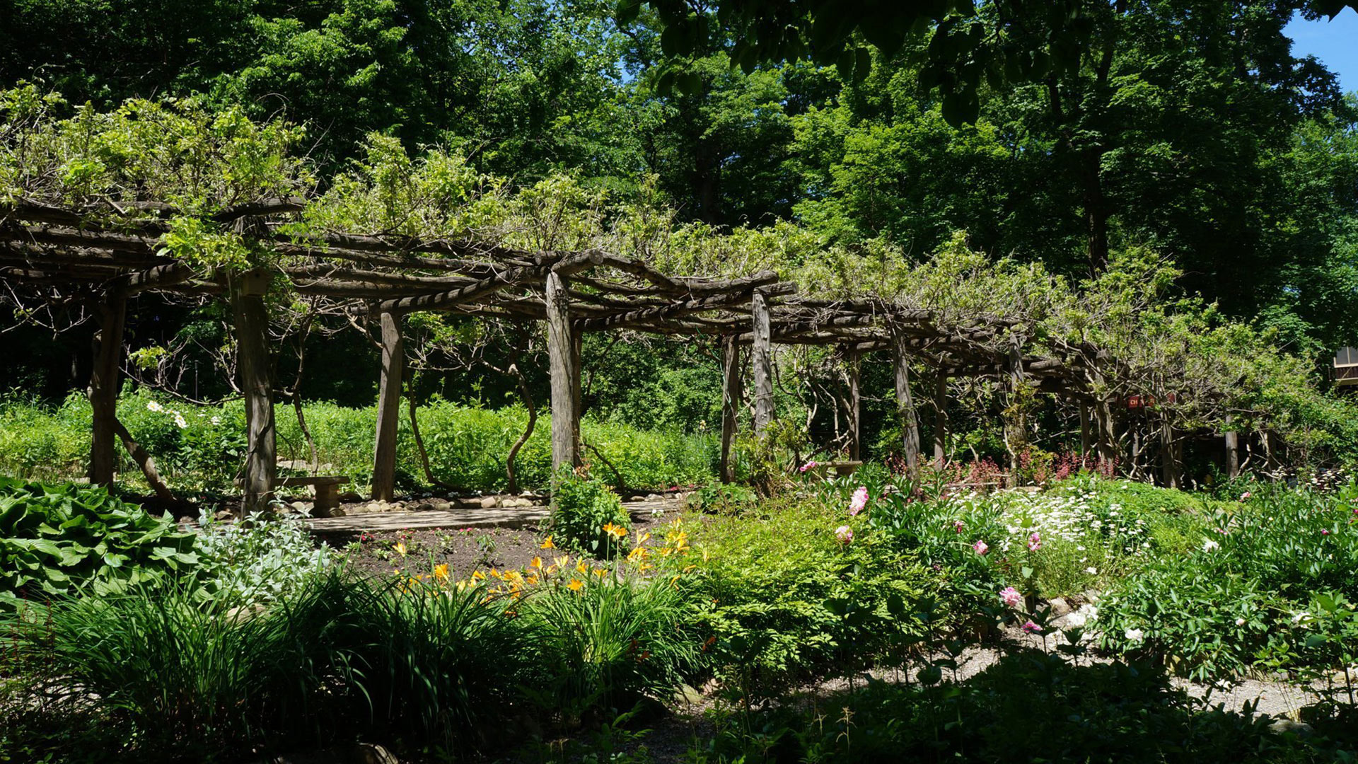 Wisteria Arbor at GSP