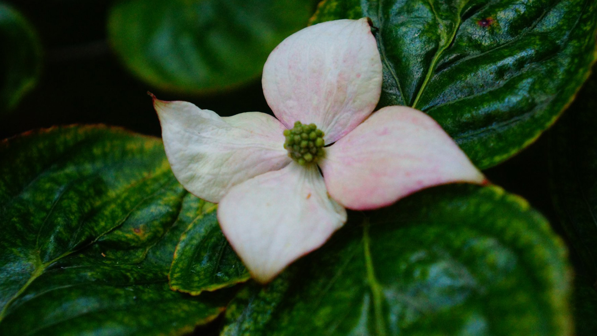 Flower on the grounds of GSP