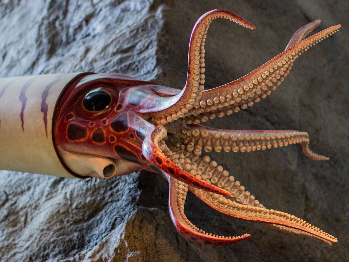 Giant Squid