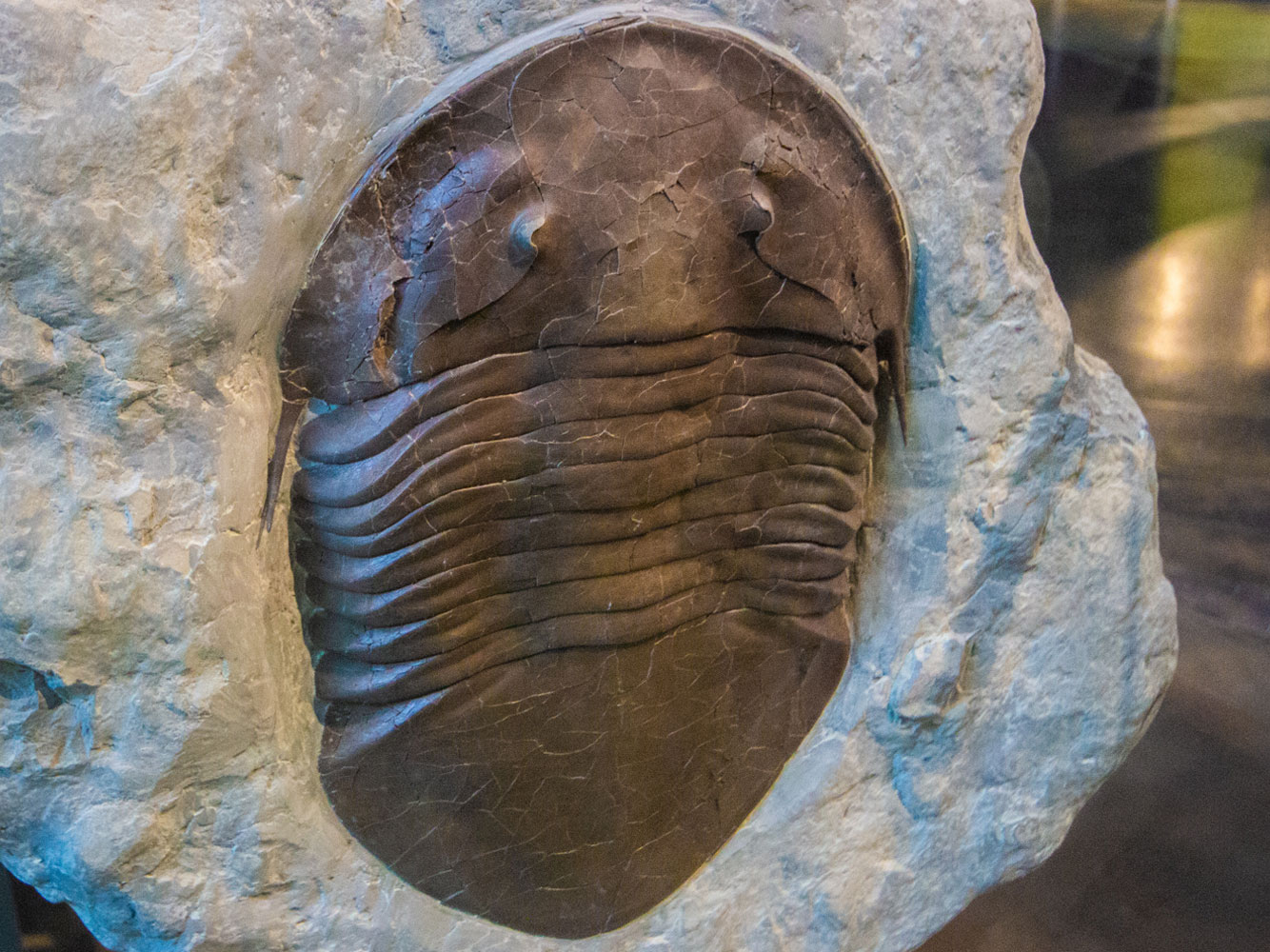 Trilobite