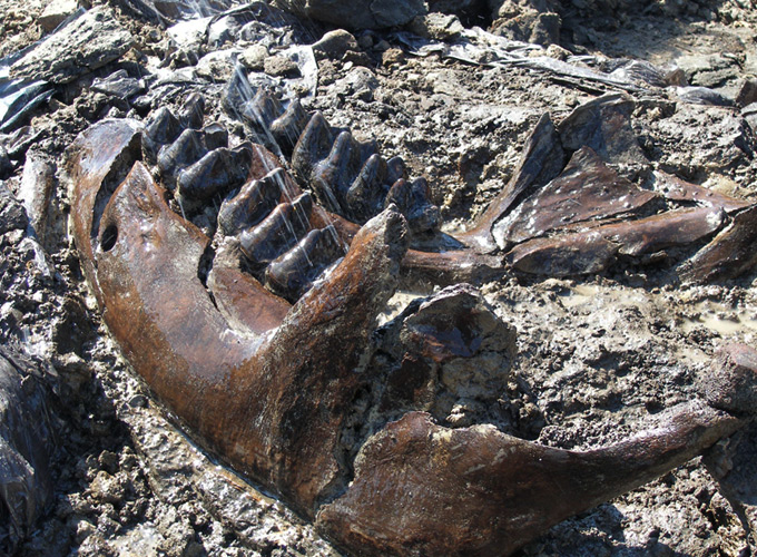 Mammoth Jaw at Dig