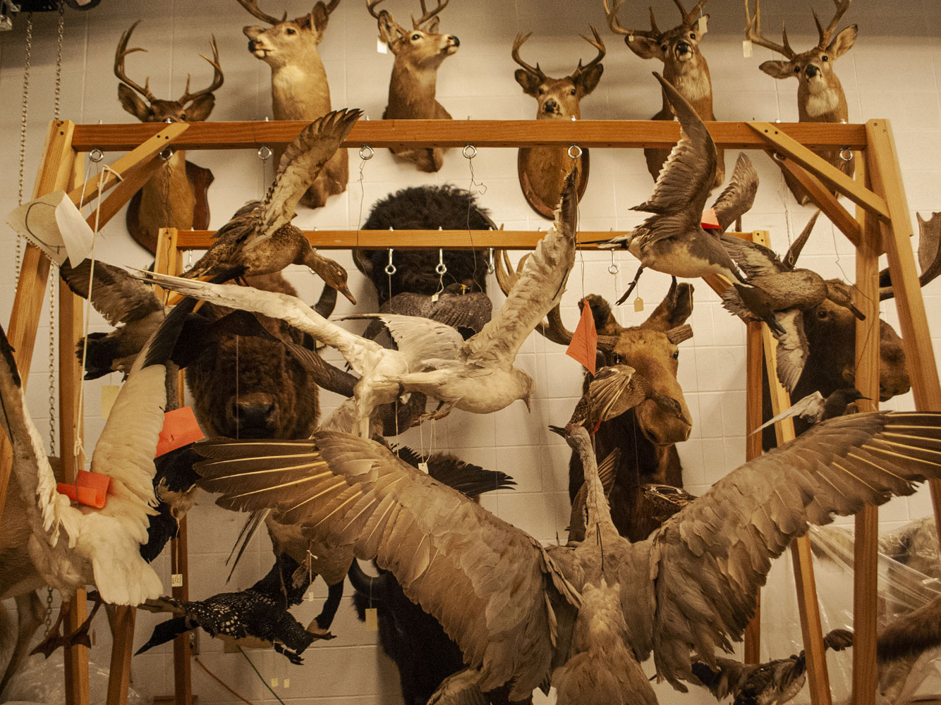 Taxidermy Collection