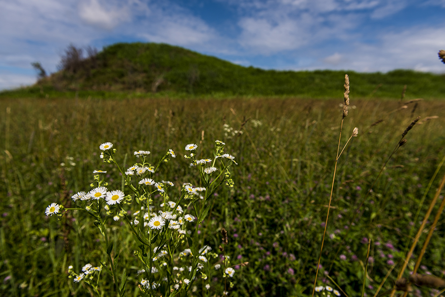 field of flowers at Angel Mounds State Historic Site