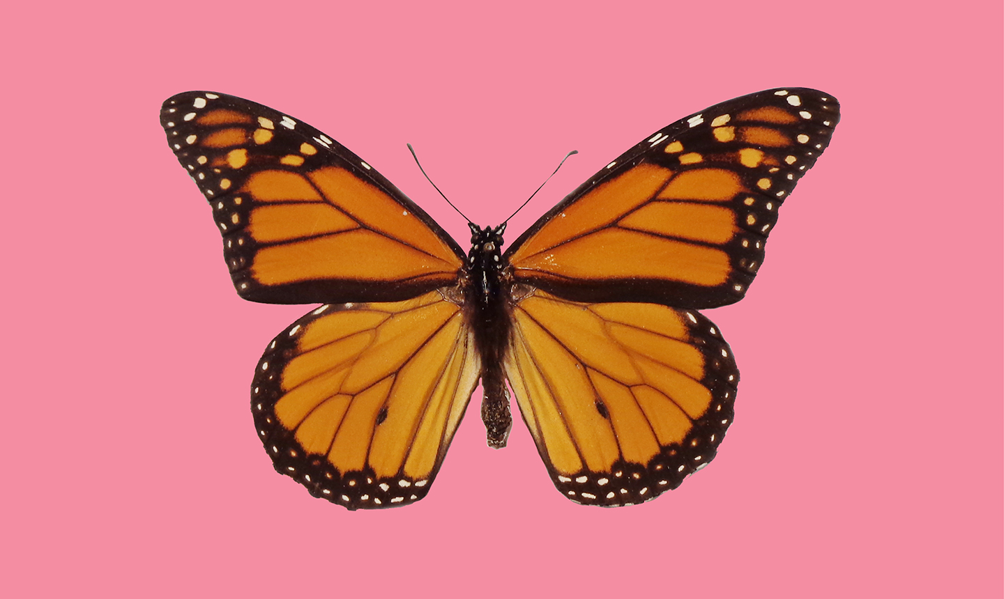 monarch butterfly on pink background