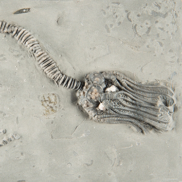 fossil in dirt