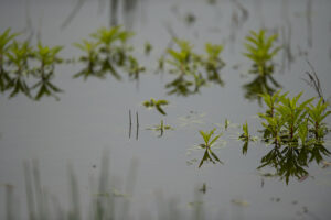 marsh water with plants growing through the water