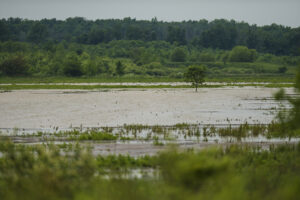 marsh waters with green trees in the background