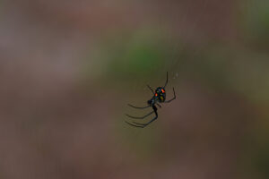 black widow spider on web