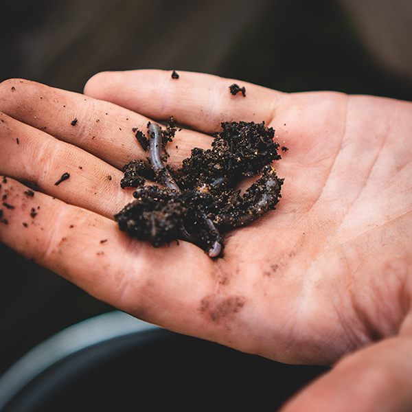 Hand holding dirt and worm