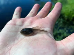 Crawfish Frog tadpole