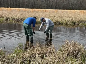 Crawfish Frog Release