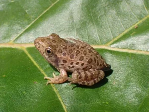 Crawfish Frog