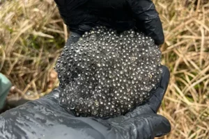 Crawfish Frog Eggs
