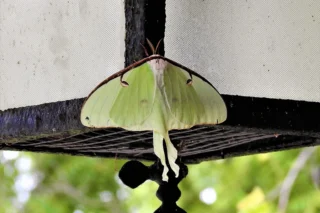 Moth
