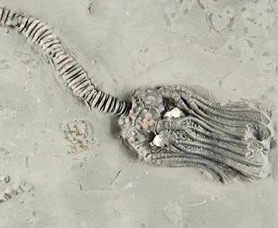 Fossil Formations (Grades 3-5)