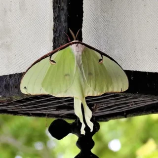 picture of a moth