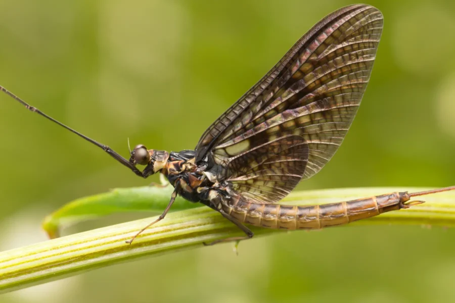 Mayflies, Mosquitoes and Moths, Oh My!