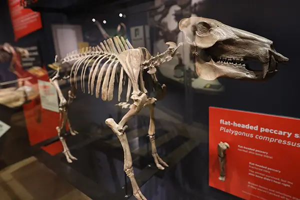Spooky Skeletons