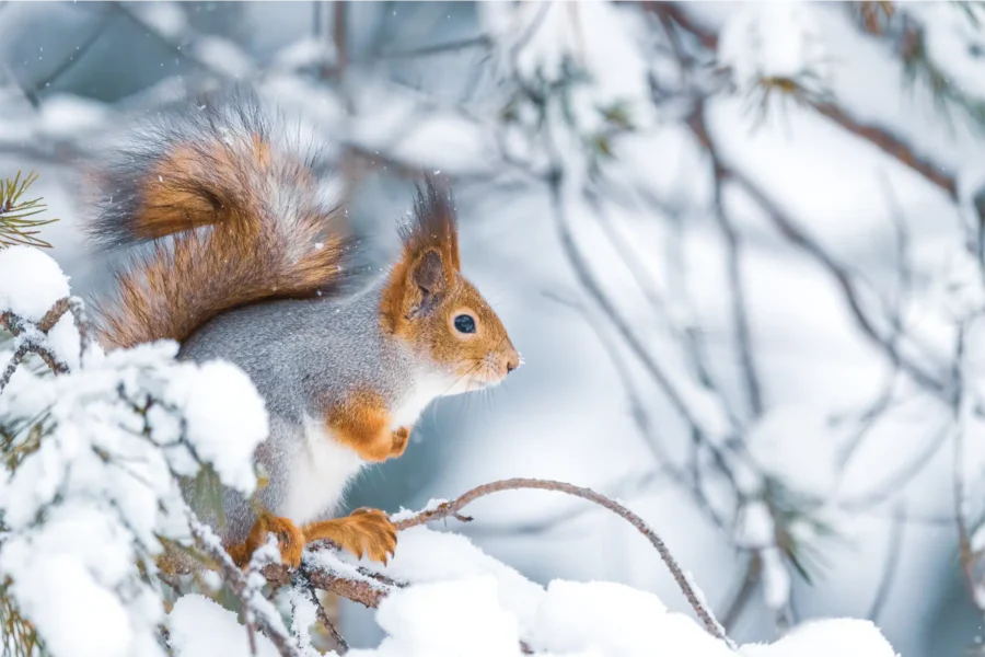 Winter Wildlife