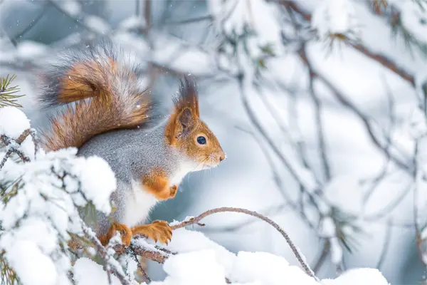Winter Wildlife