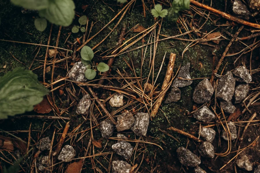 Hands-on History: Ecosystem of a Forest