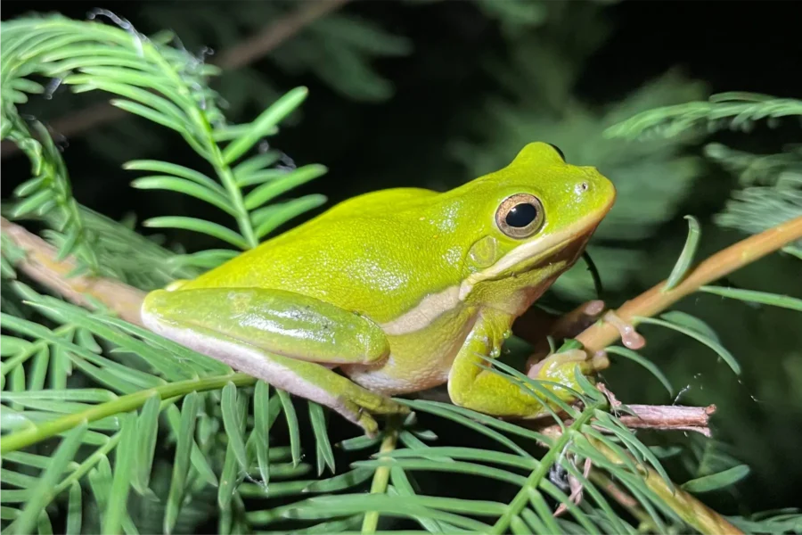 Evansville’s Amazing Amphibians and Reptiles
