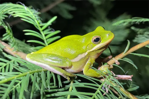 Evansville’s Amazing Amphibians and Reptiles